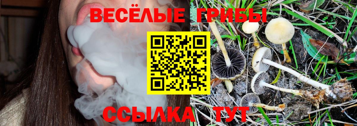 Топки  Псилоцибиновые грибы Psilocybe  Вход с VPN 